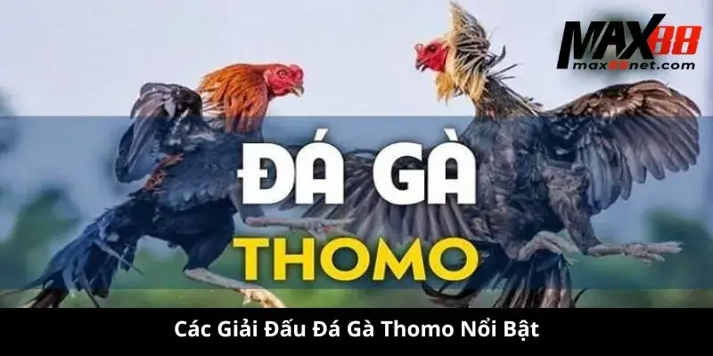 Các Giải Đấu Đá Gà Thomo Nổi Bật