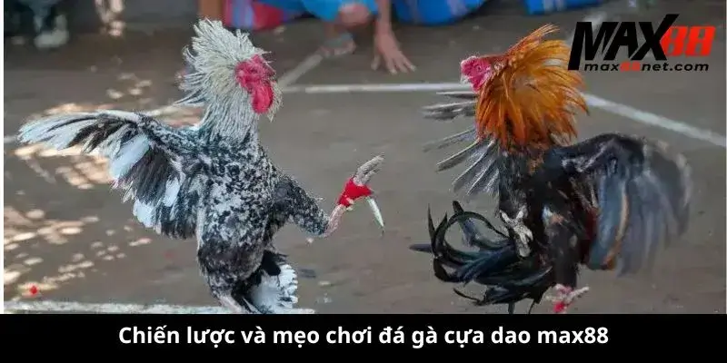 Chiến lược và mẹo chơi đá gà cựa dao max88