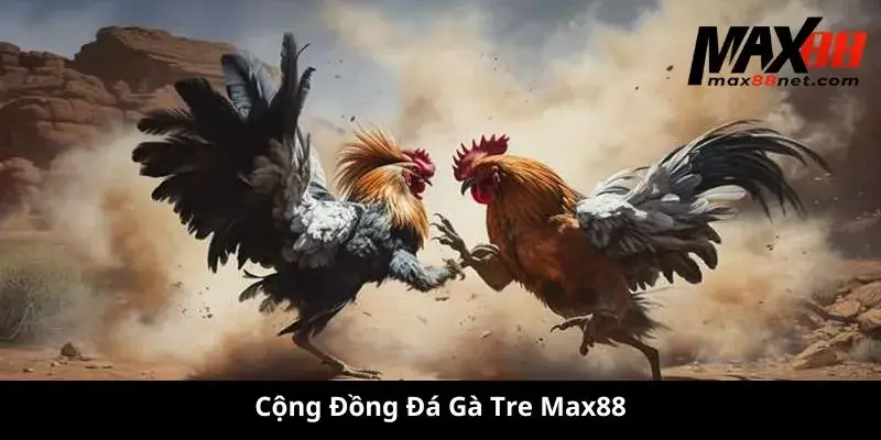 Cộng Đồng Đá Gà Tre Max88