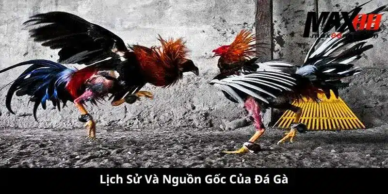 Lịch Sử Và Nguồn Gốc Của Đá Gà