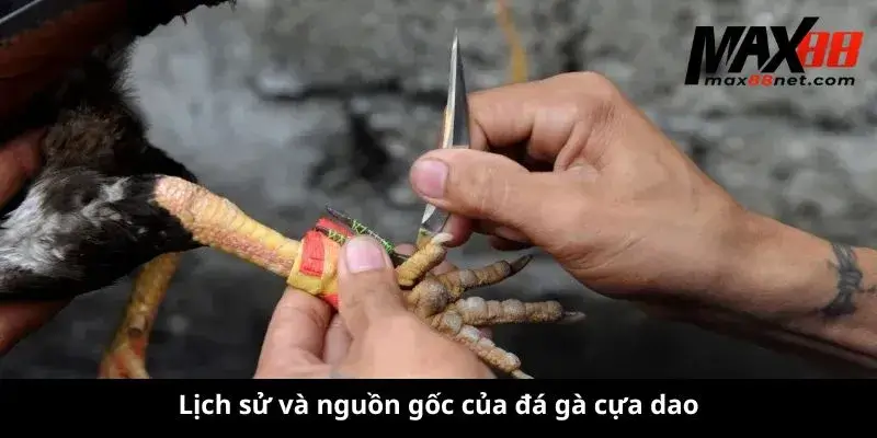 Lịch sử và nguồn gốc của đá gà cựa dao