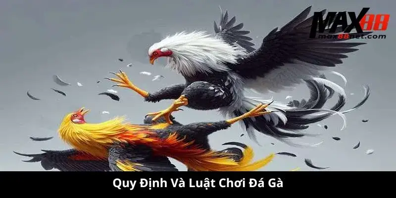 Quy Định Và Luật Chơi Đá Gà