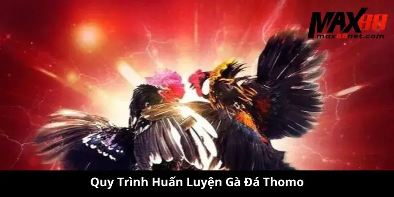 Quy Trình Huấn Luyện Gà Đá Thomo